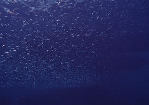 信頼の釣具ブランドjdmの魅力とは